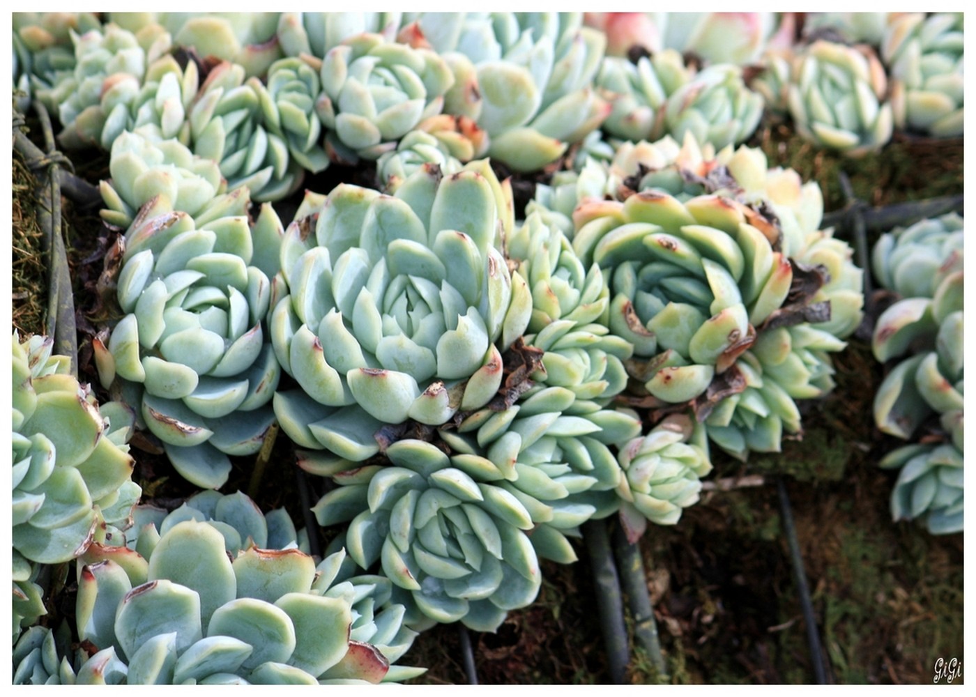 Wallpapers Nature Succulents Park, Natuur & Cultuur