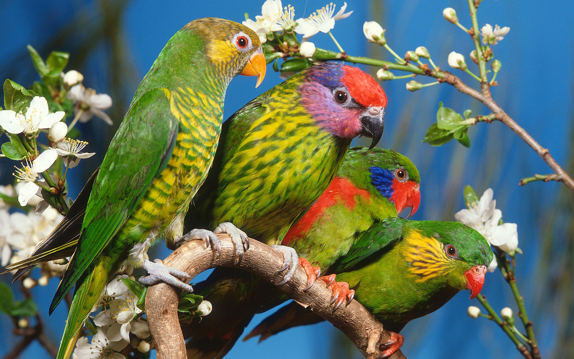 Fonds d'cran Animaux Oiseaux - Perroquets 