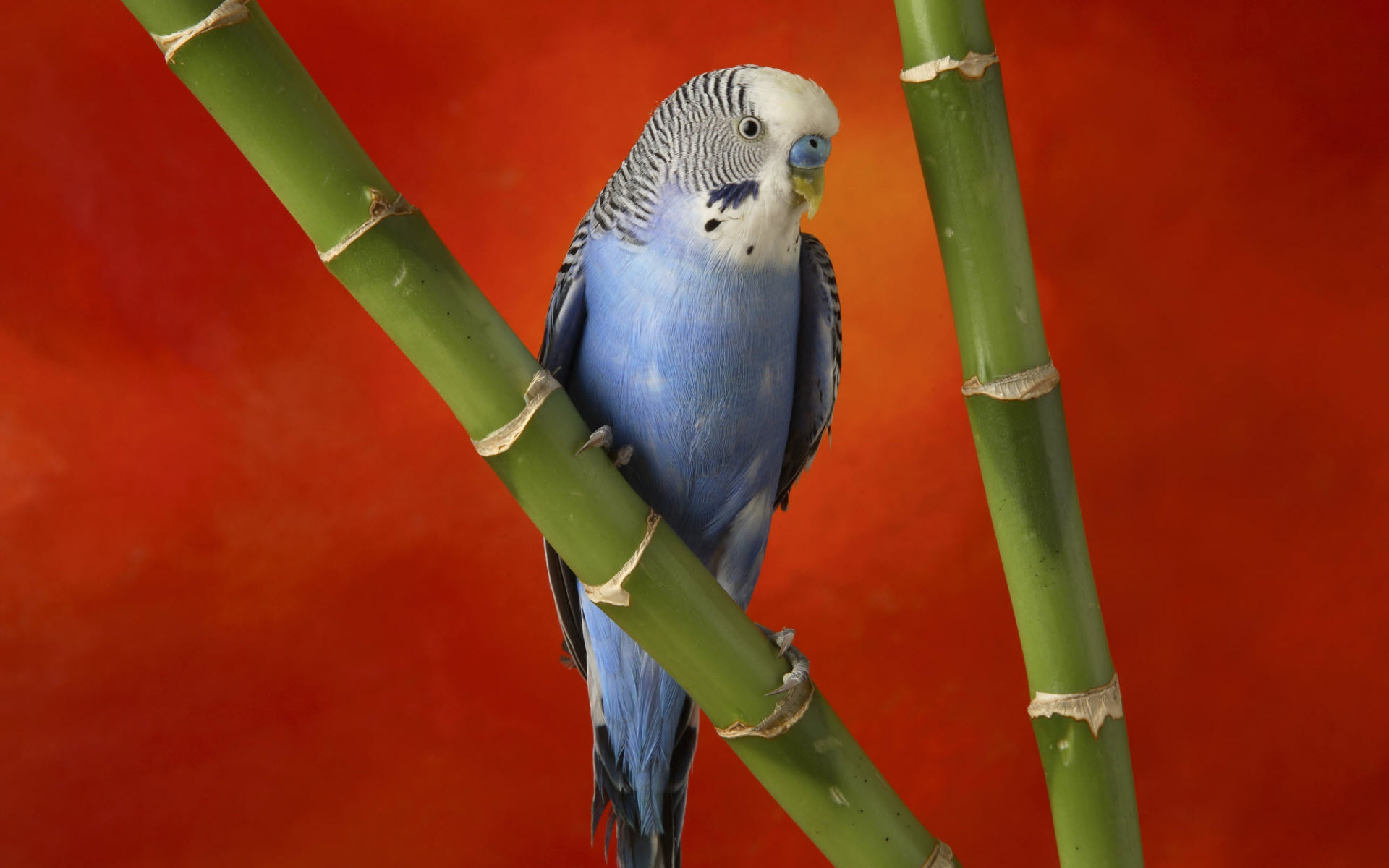 Wallpapers Animals Birds - Parrots 