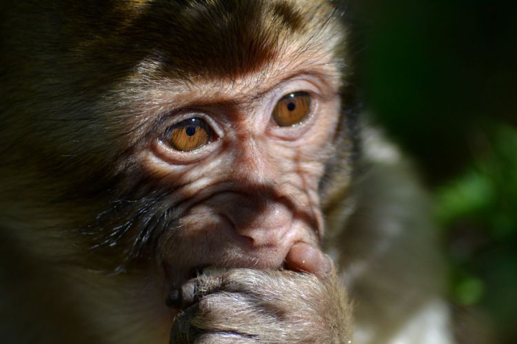 Wallpapers Animals Monkeys Reflexion animale