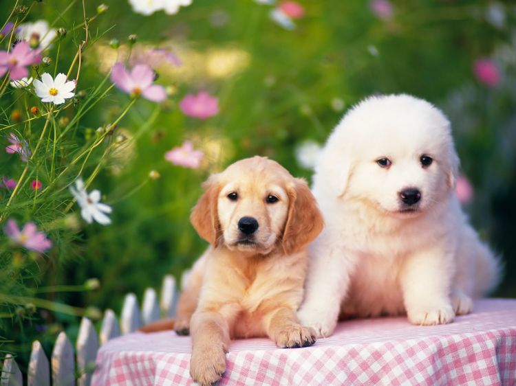 Fonds d'cran Animaux Chiens Wallpaper N385494