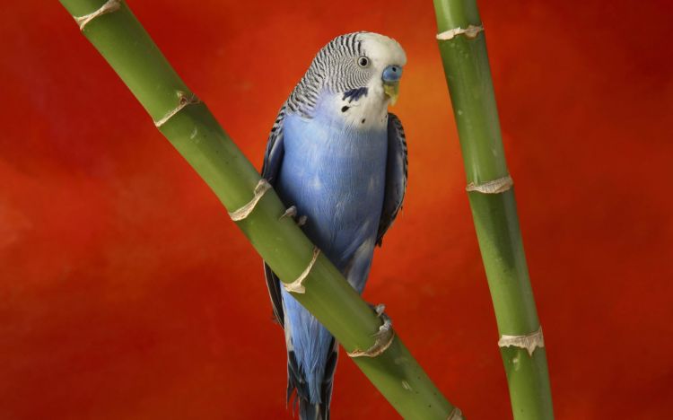 Wallpapers Animals Birds - Parrots Wallpaper N385503