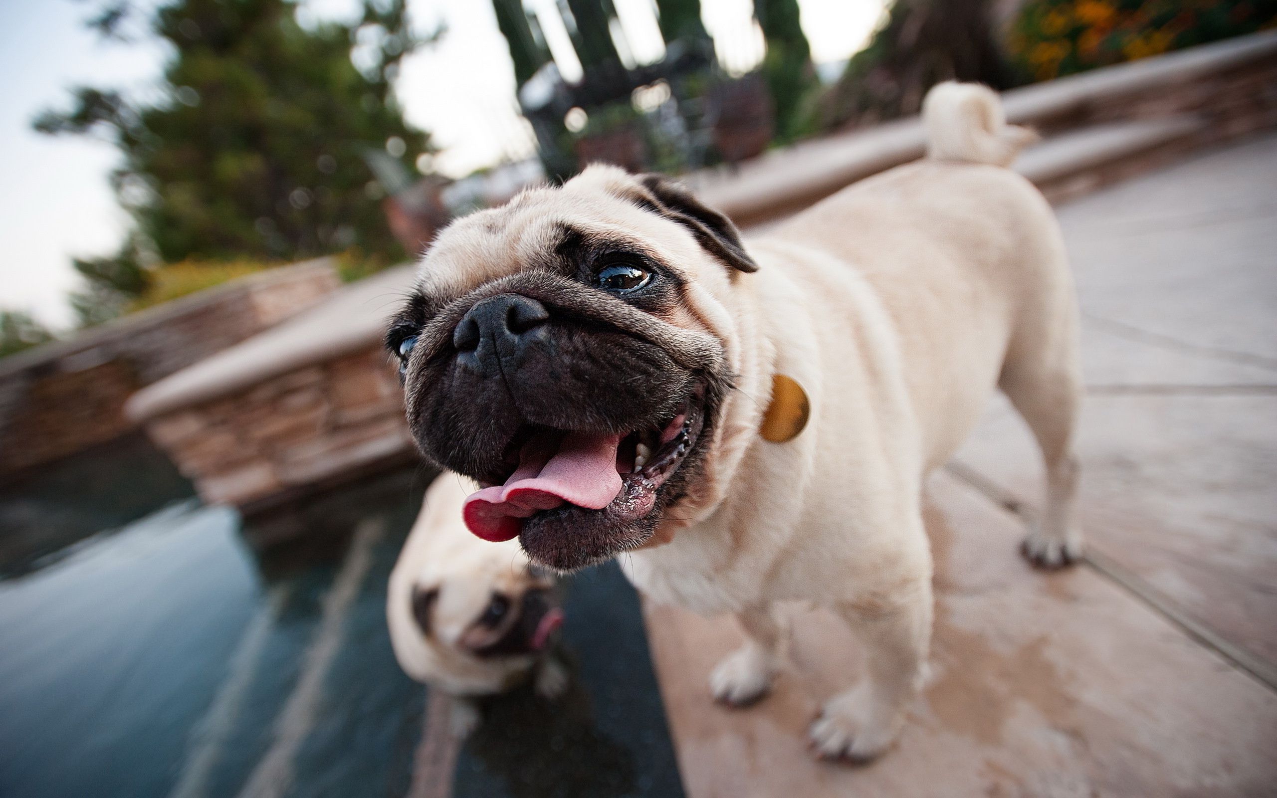 Fonds d'cran Animaux Chiens 