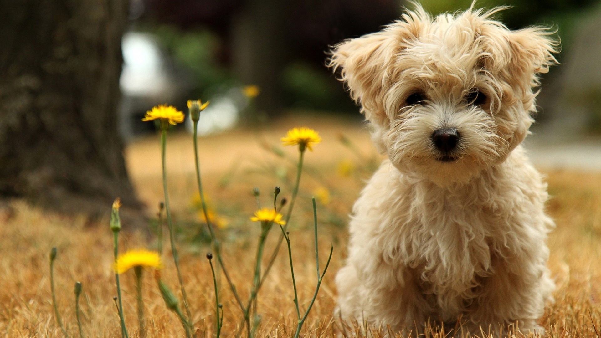 Fonds d'cran Animaux Chiens 