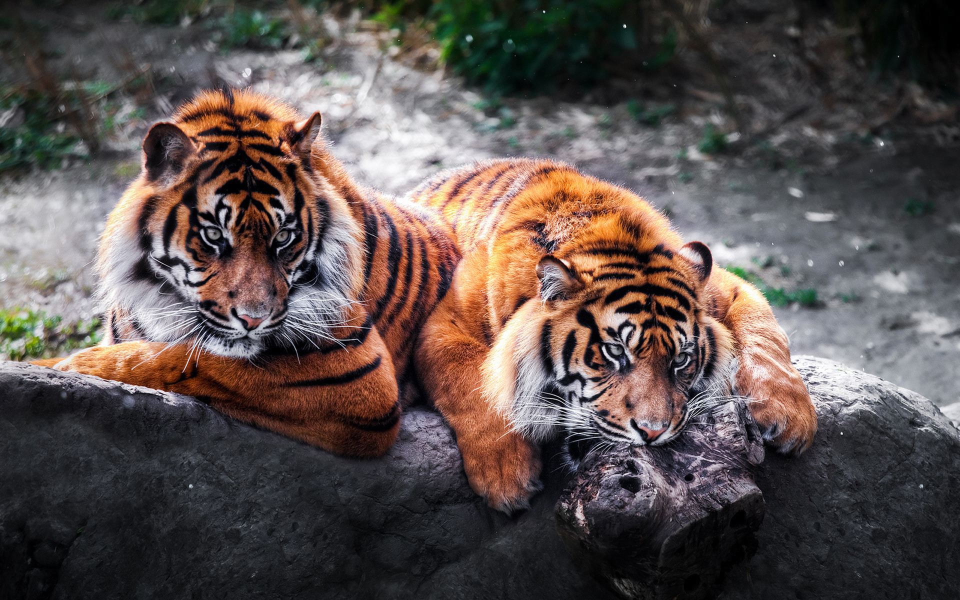 Fonds d'cran Animaux Flins - Tigres 