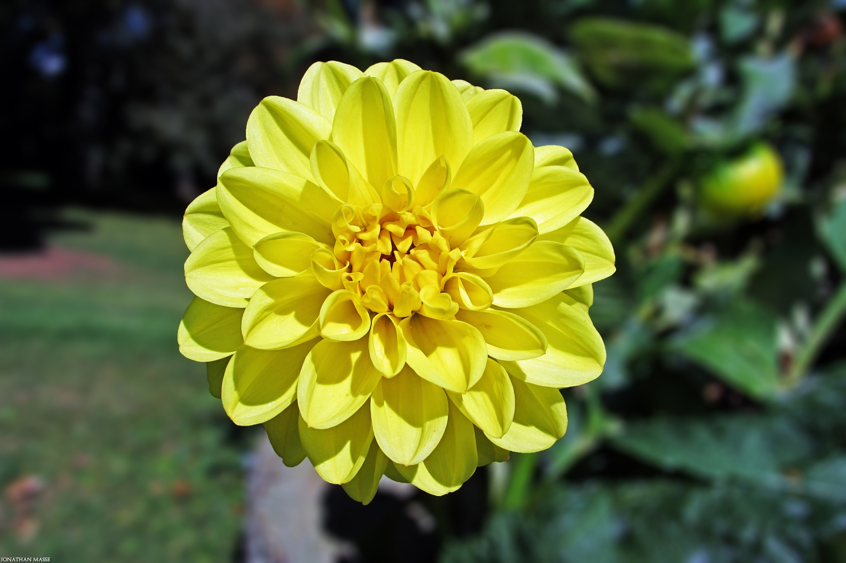 Fonds d'cran Nature Fleurs Fleur jaune