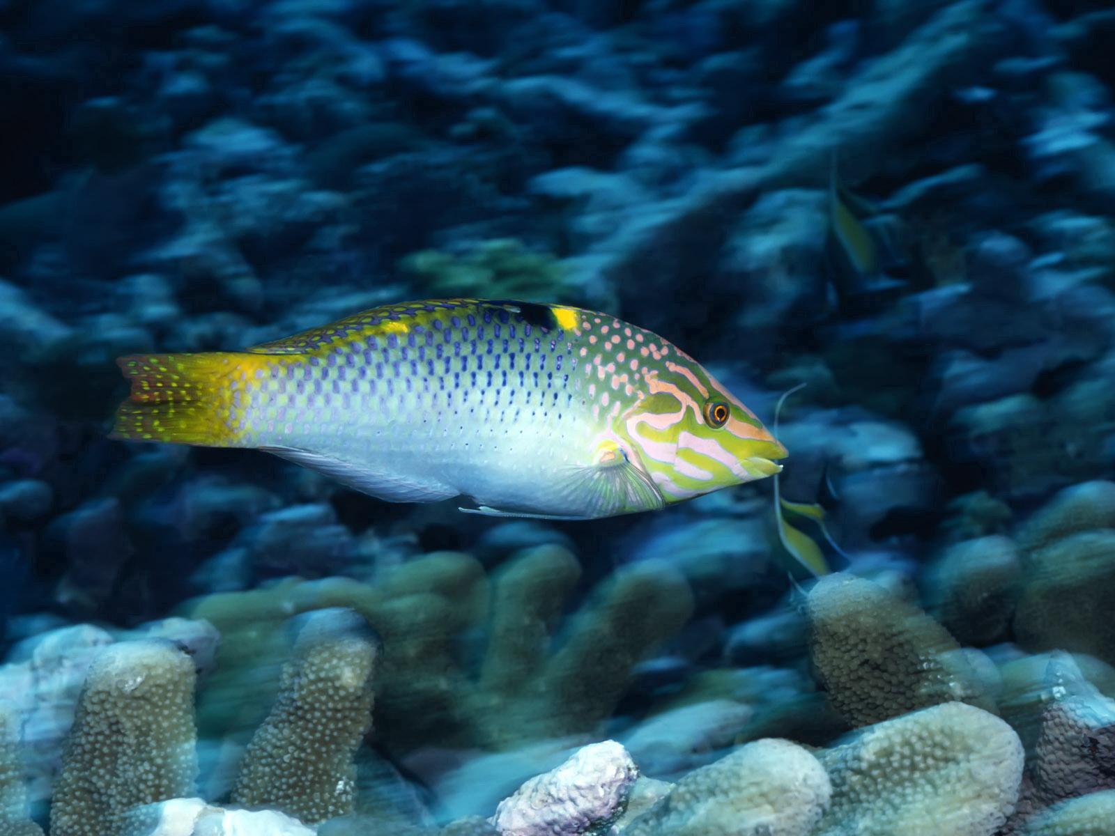 Fonds d'cran Animaux Vie marine - Poissons 