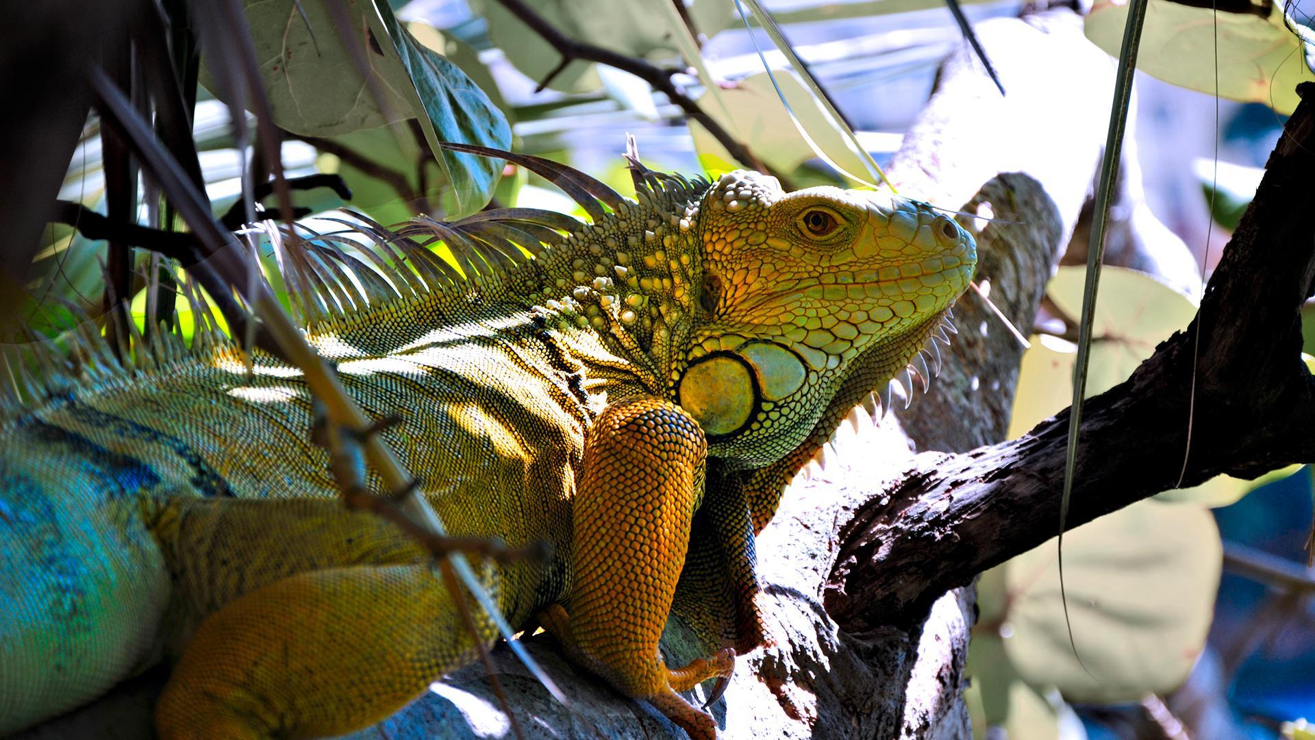 Fonds d'cran Animaux Iguanes 