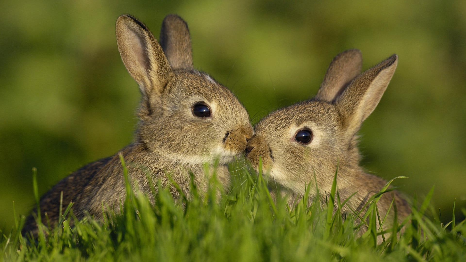 Wallpapers Animals Rabbits 