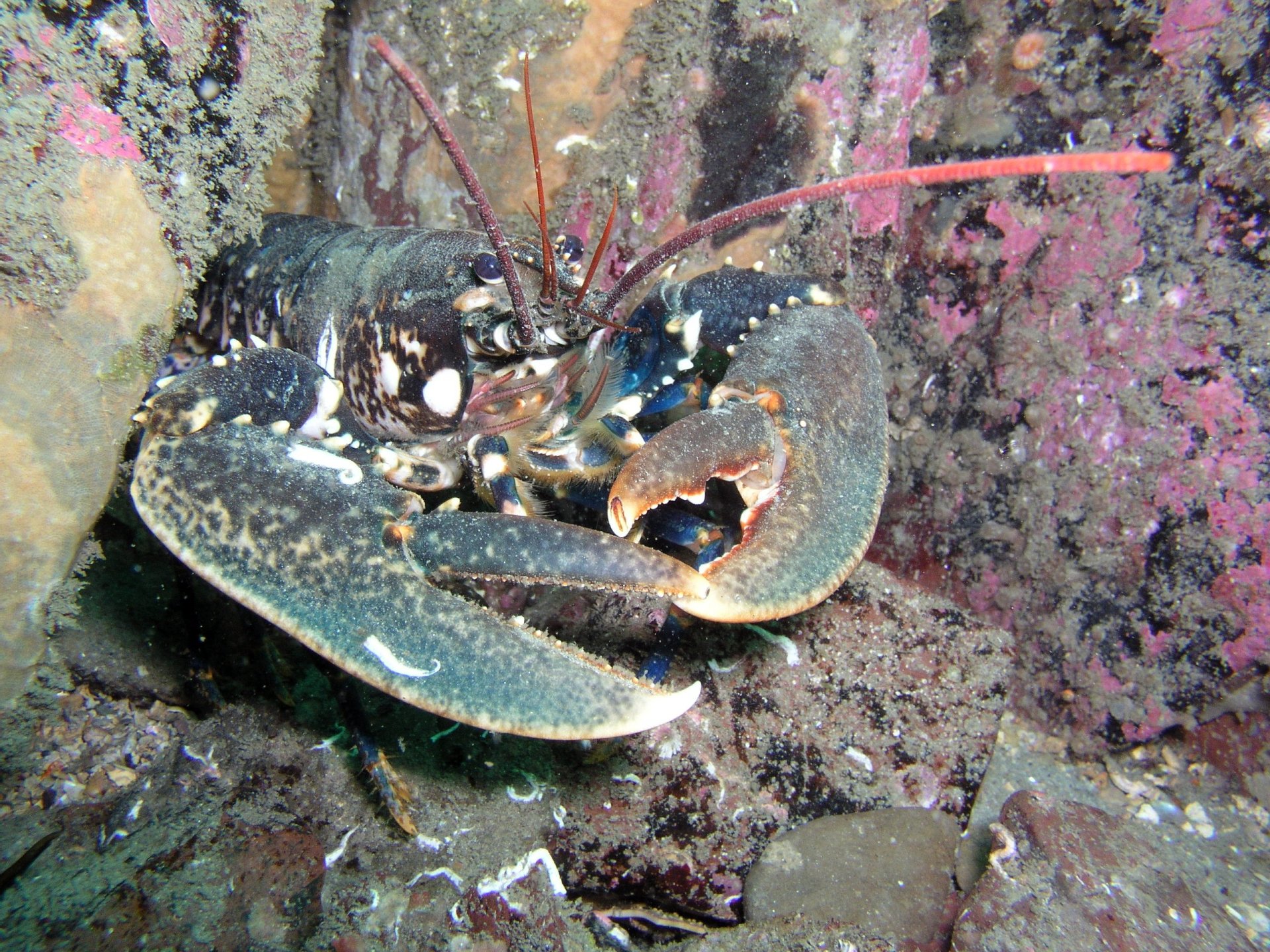 Fonds d'cran Animaux Vie marine - Crustacs faune d'Irlande