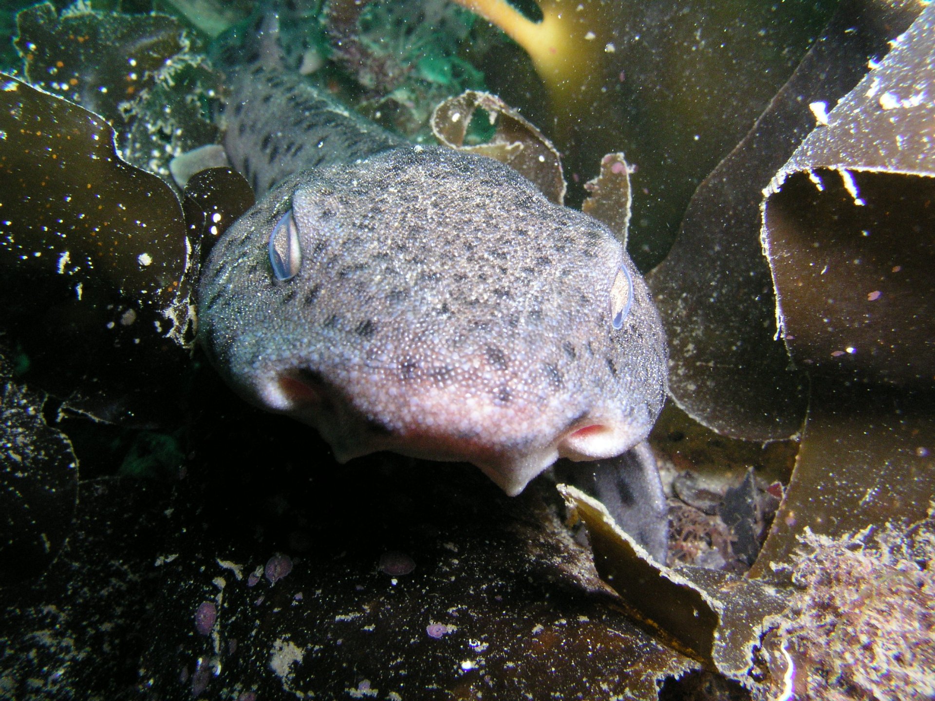 Fonds d'cran Animaux Vie marine - Poissons faune d'Irlande