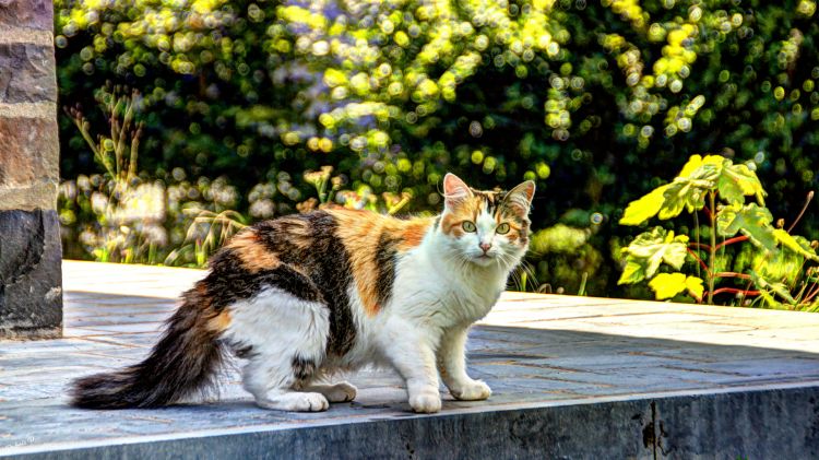 Fonds d'cran Animaux Chats - Chatons chat poseur