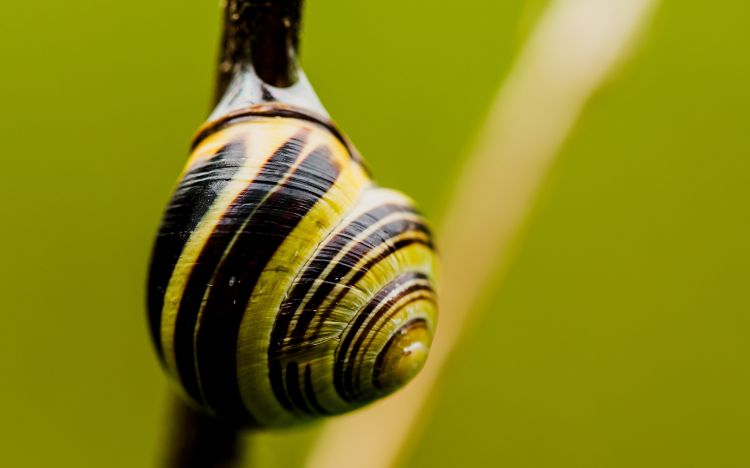 Fonds d'cran Animaux Escargots - Limaces Wallpaper N385516