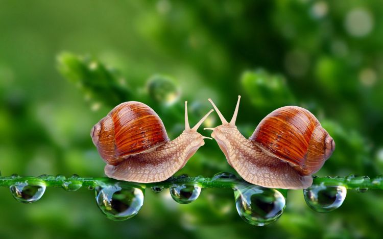 Fonds d'cran Animaux Escargots - Limaces Wallpaper N385517