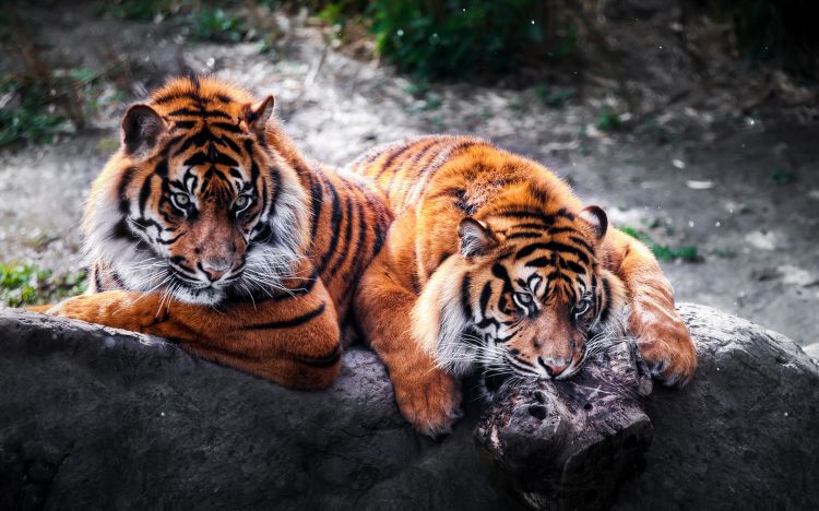 Fonds d'cran Animaux Flins - Tigres Wallpaper N385525