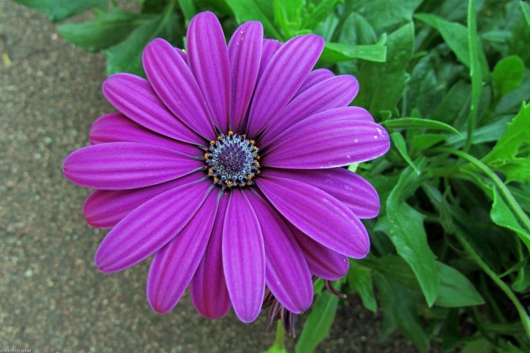 Fonds d'cran Nature Fleurs Fleur violette