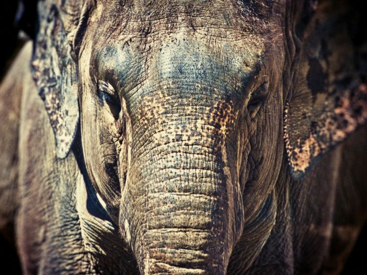 Fonds d'cran Animaux Elphants Wallpaper N382754