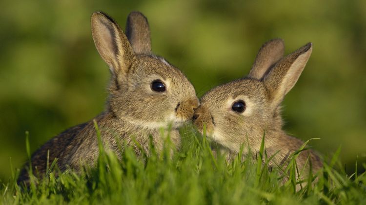 Wallpapers Animals Rabbits Wallpaper N382770