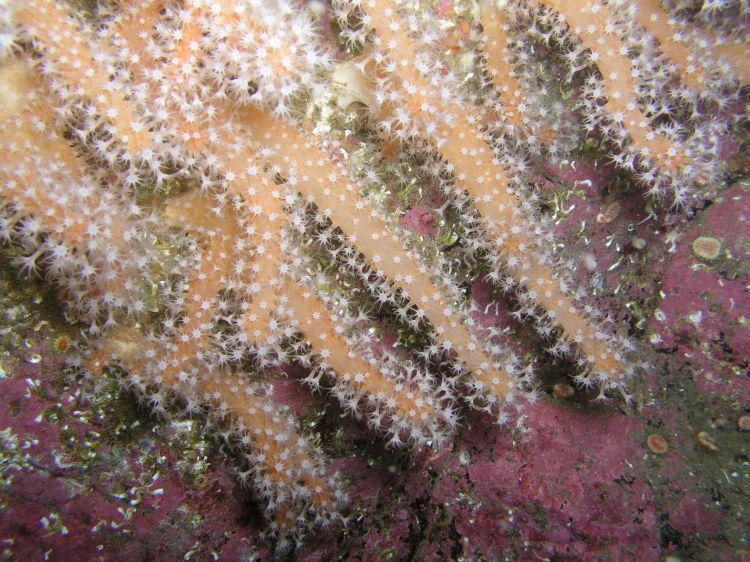 Fonds d'cran Animaux Vie marine - Divers faune d'Irlande