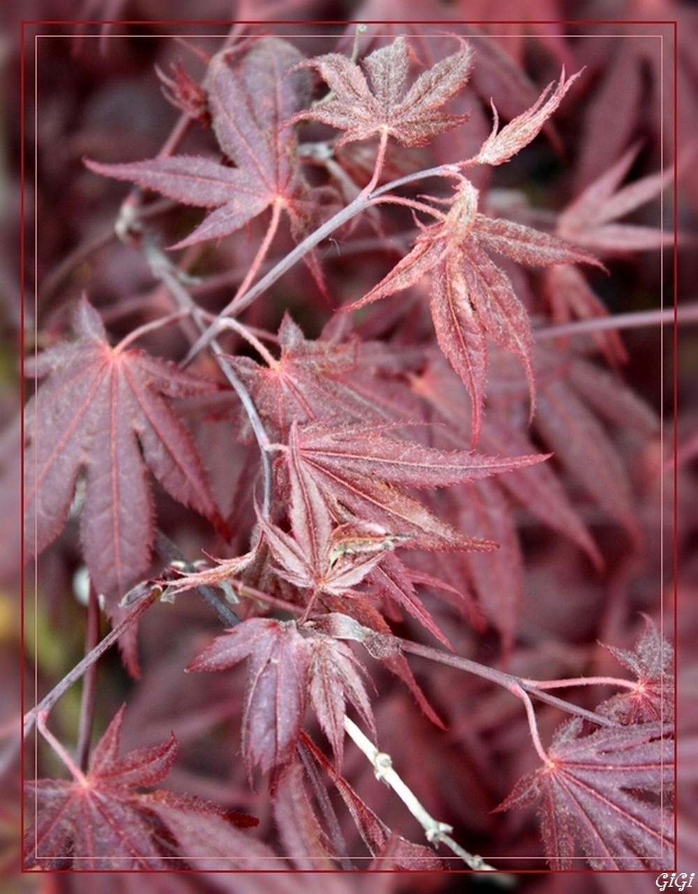 Fonds d'cran Nature Feuilles - Feuillages Dame Nature