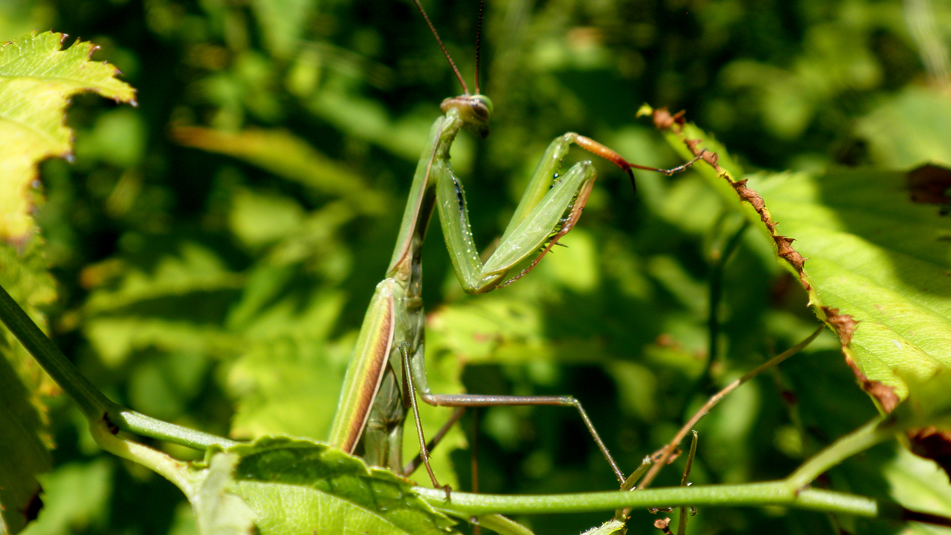 Fonds d'cran Animaux Insectes - Mantes Religieuse Mante religieuse et verdure