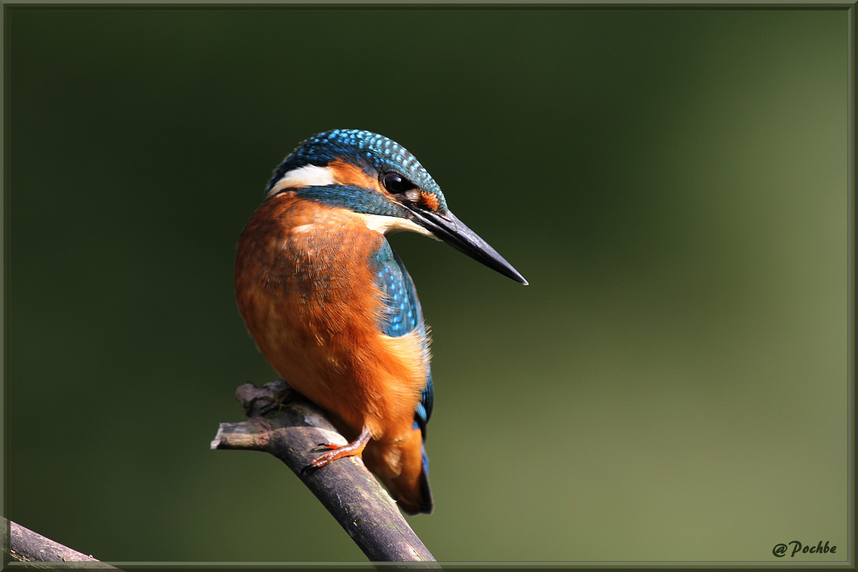 Fonds d'cran Animaux Oiseaux - Martins-pcheurs 