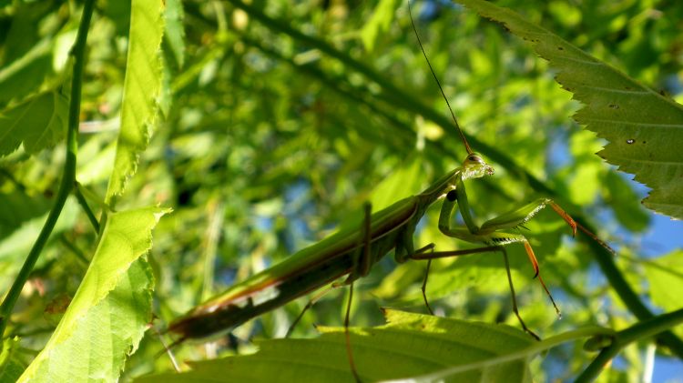 Wallpapers Animals Insects - Mantis Mante religieuse et verdure