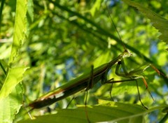  Animaux Mante religieuse et verdure