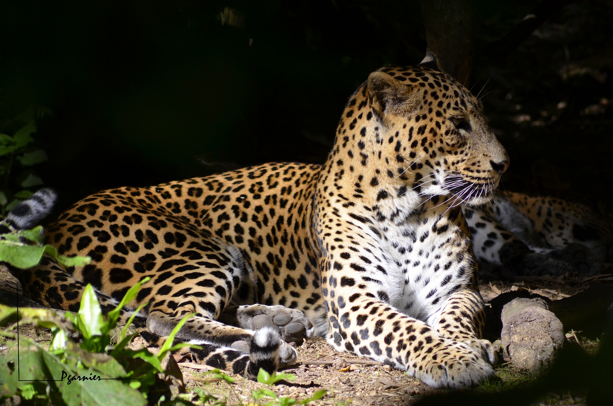 Wallpapers Animals Felines - Leopards Zoo de Doué la Fontaine