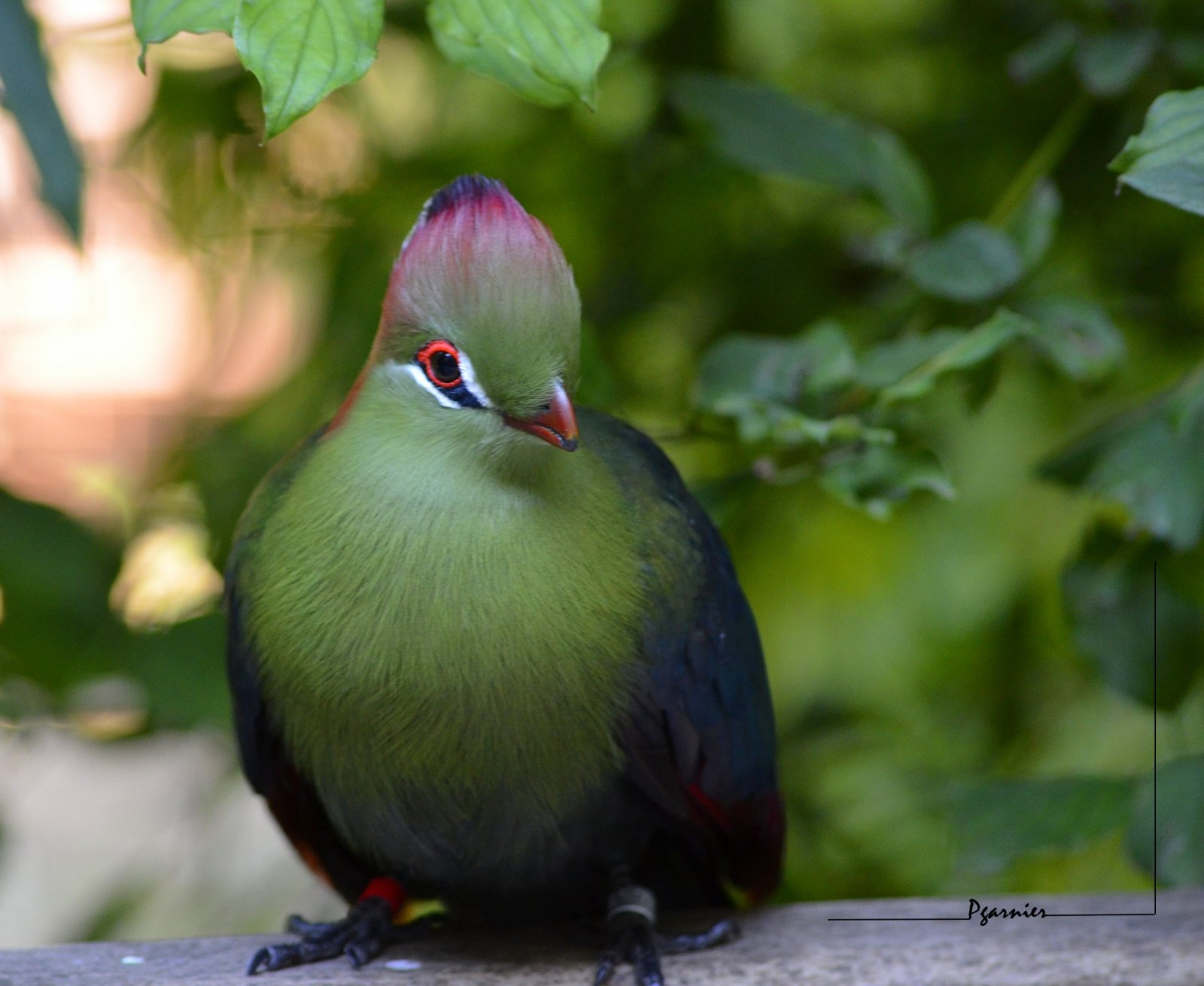 Fonds d'cran Animaux Oiseaux - Divers Zoo de Dou la Fontaine