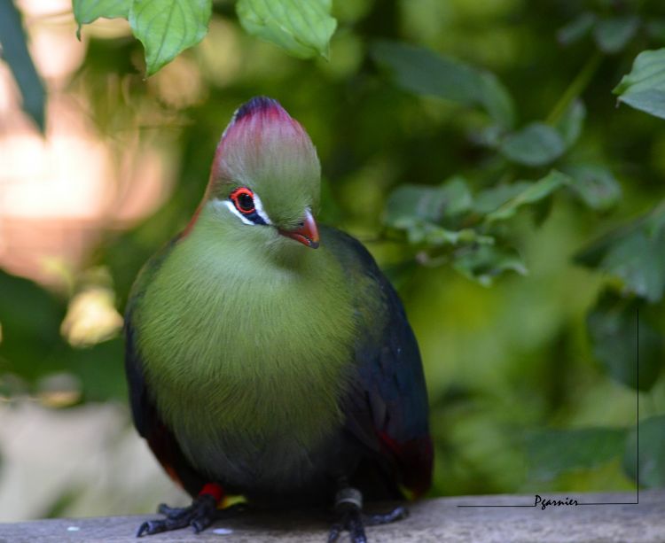 Fonds d'cran Animaux Oiseaux - Divers Zoo de Dou la Fontaine