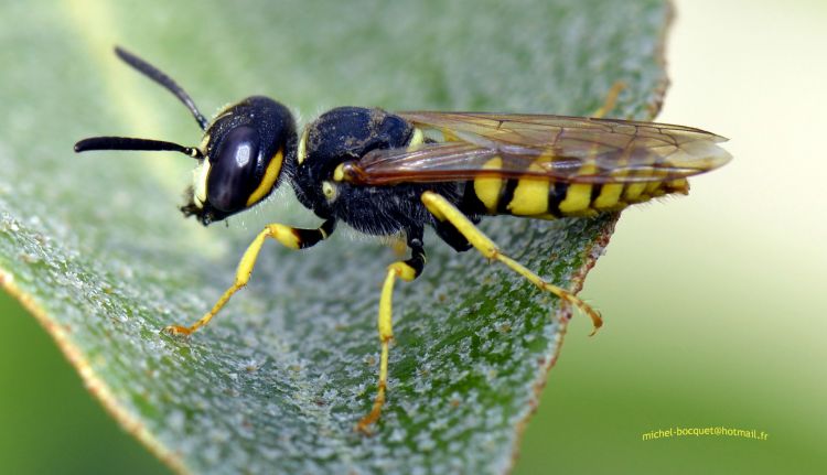 Fonds d'cran Animaux Insectes - Abeilles Gupes ... Dans mon jardin ...