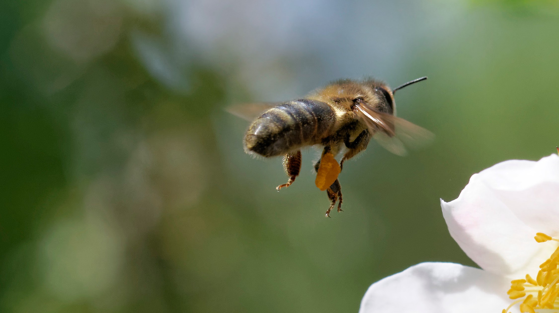 Fonds d'cran Animaux Insectes - Abeilles Gupes ... Abeille butinant