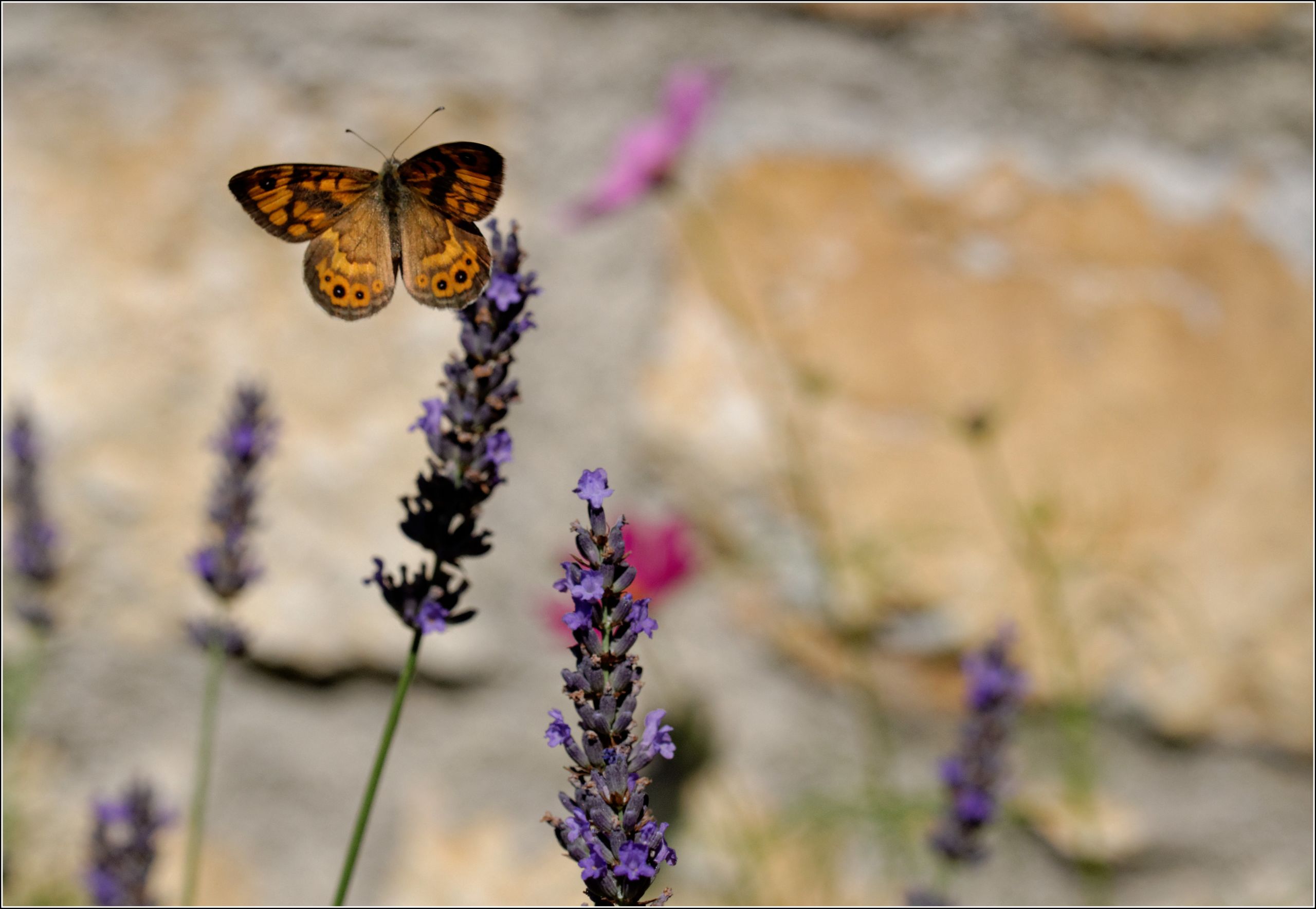 Fonds d'cran Animaux Insectes - Papillons 