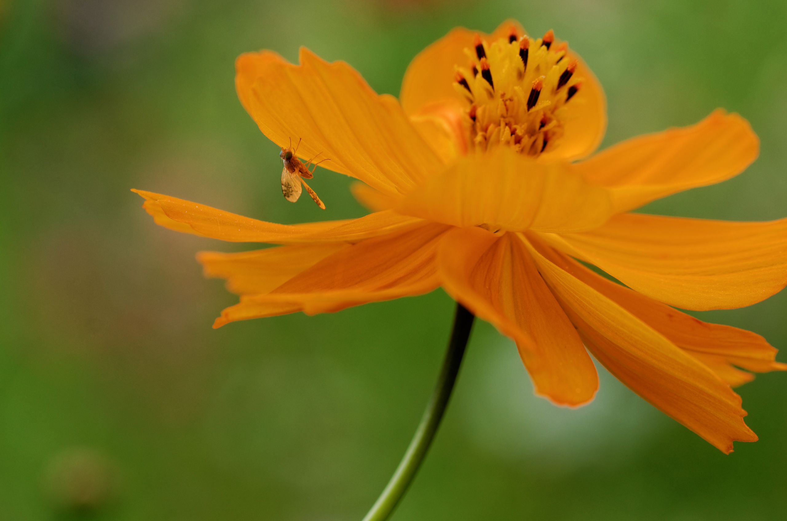 Fonds d'cran Nature Fleurs 