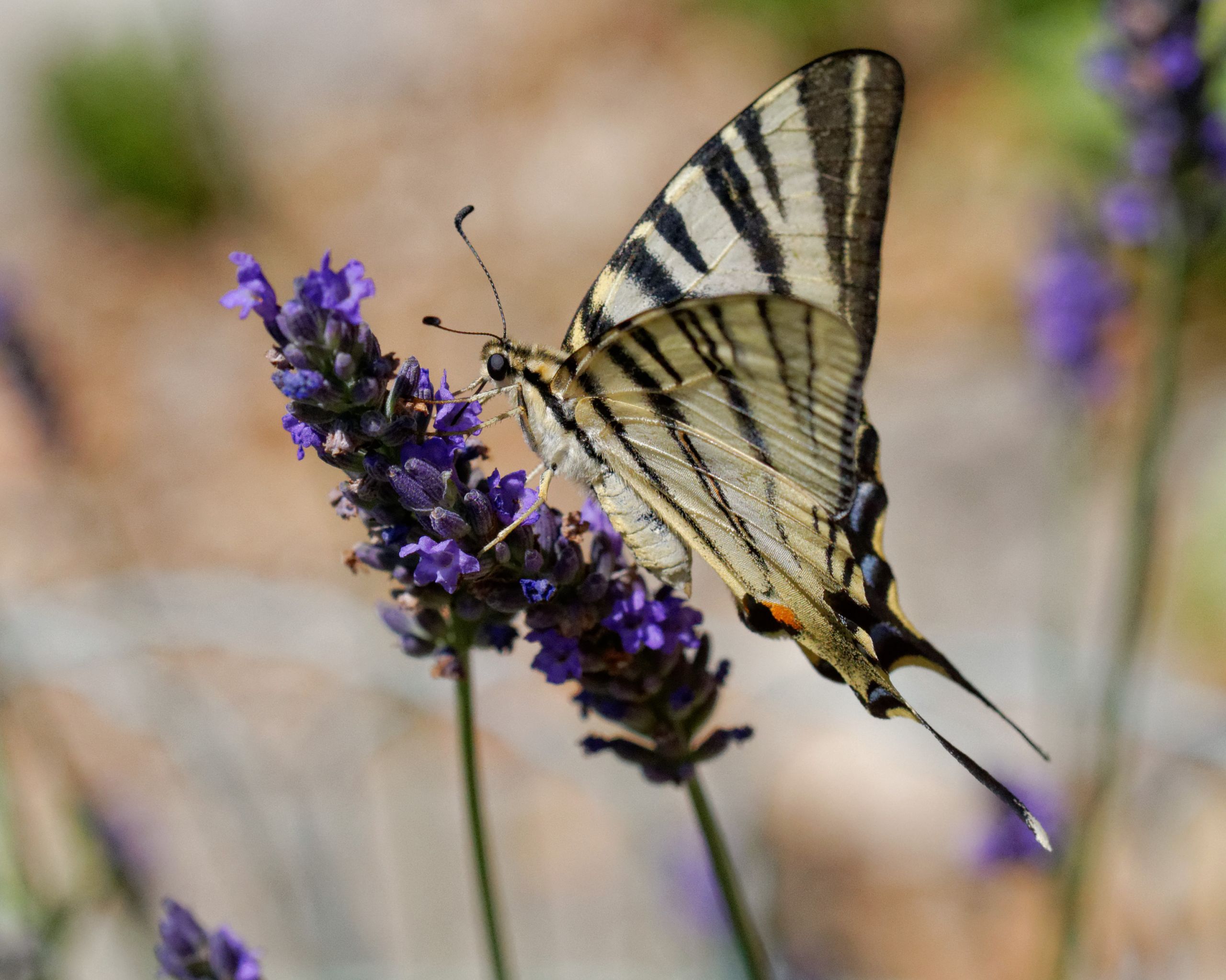 Wallpapers Animals Insects - Butterflies Le flambé