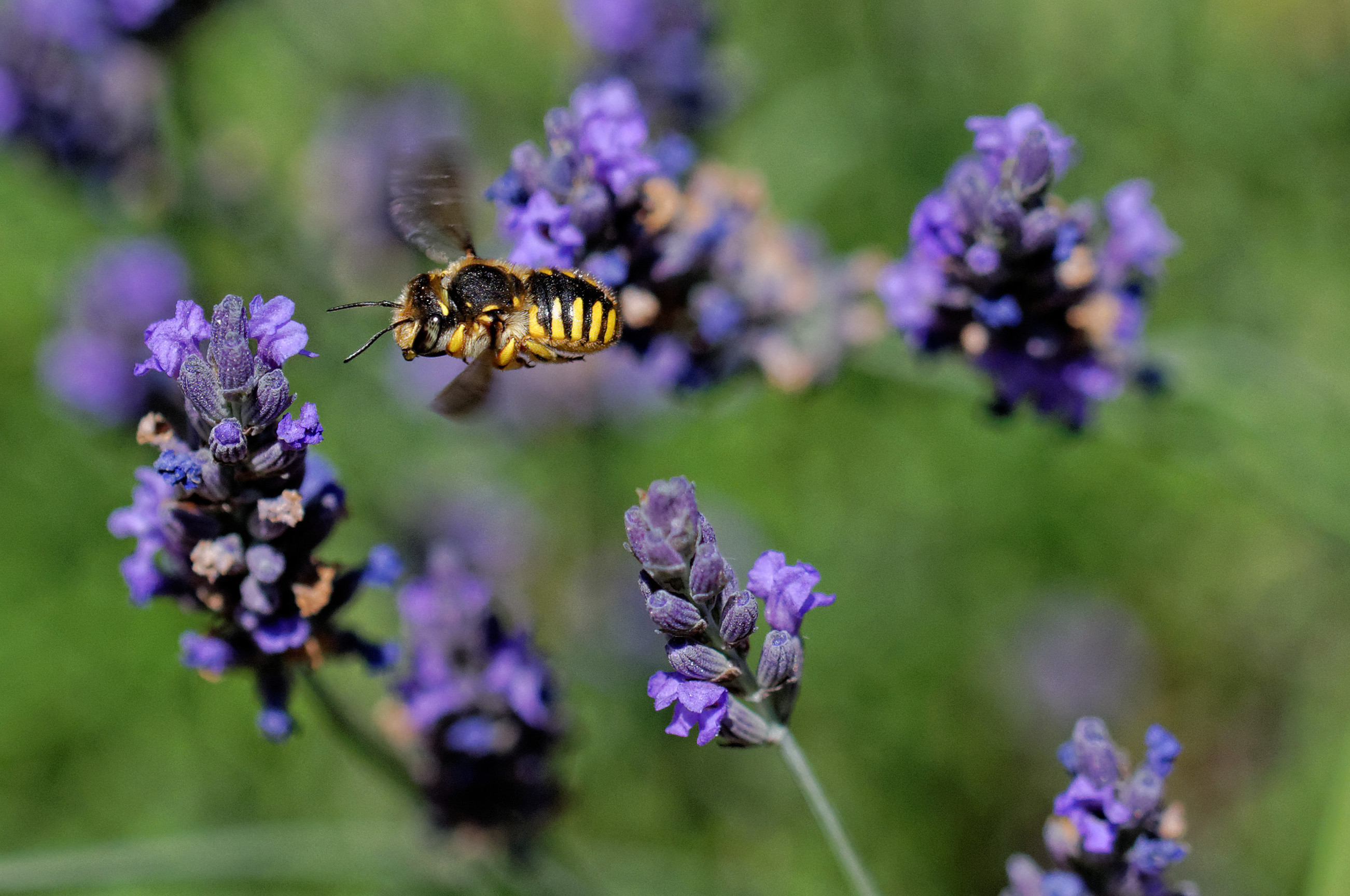 Fonds d'cran Animaux Insectes - Abeilles Gupes ... 