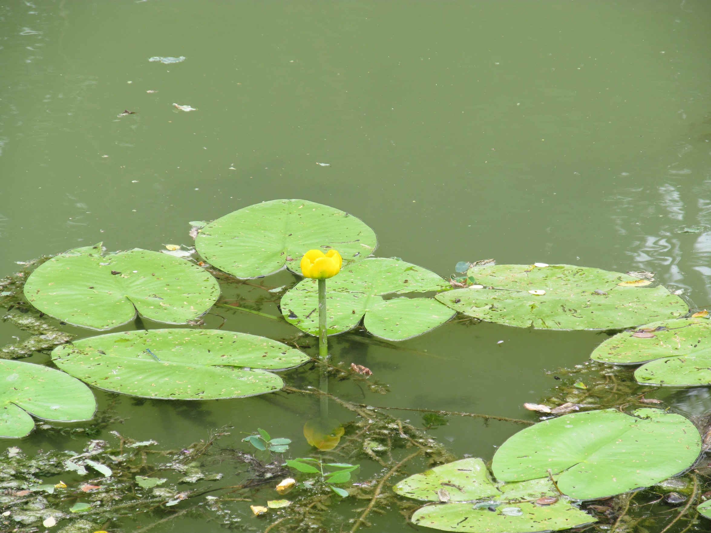 Fonds d'cran Nature Canaux 