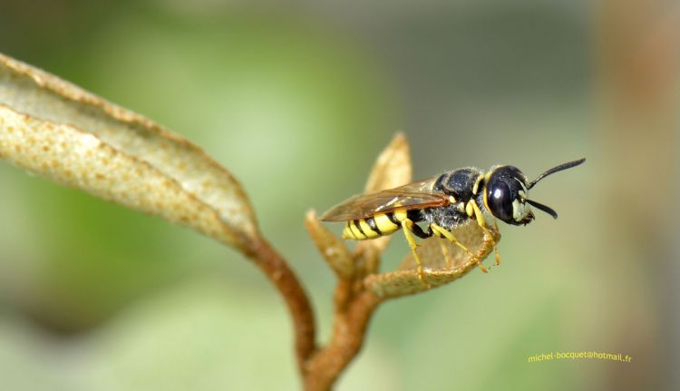 Wallpapers Animals Insects - Bees, Wasps Guêpe