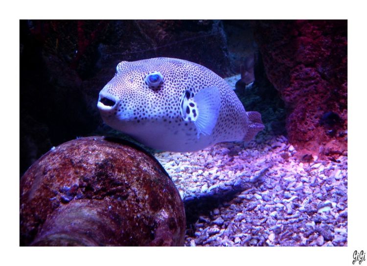 Fonds d'cran Animaux Vie marine - Poissons Sealife (Blankenberge-Belgique)