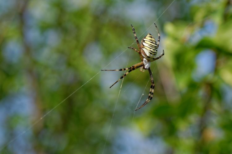 Wallpapers Animals Spiders peire 