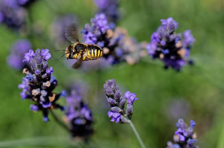 Fonds d'cran Animaux Insectes - Abeilles Gupes ... Wallpaper N383283