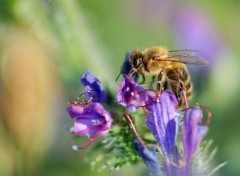  Animaux Abeille 