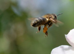  Animaux Abeille butinant