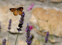  Animaux Image sans titre N383278