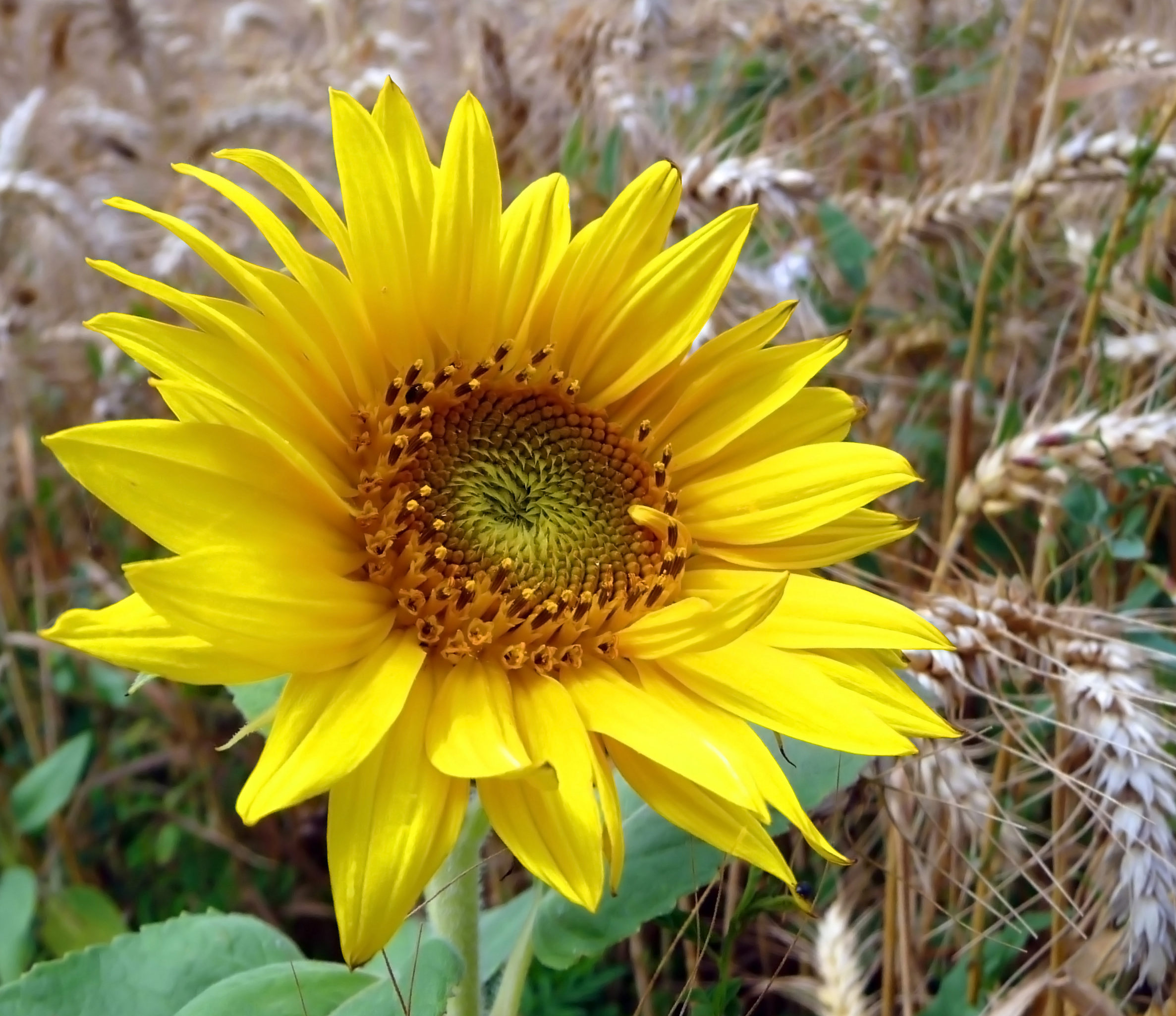 Fonds d'cran Nature Fleurs 