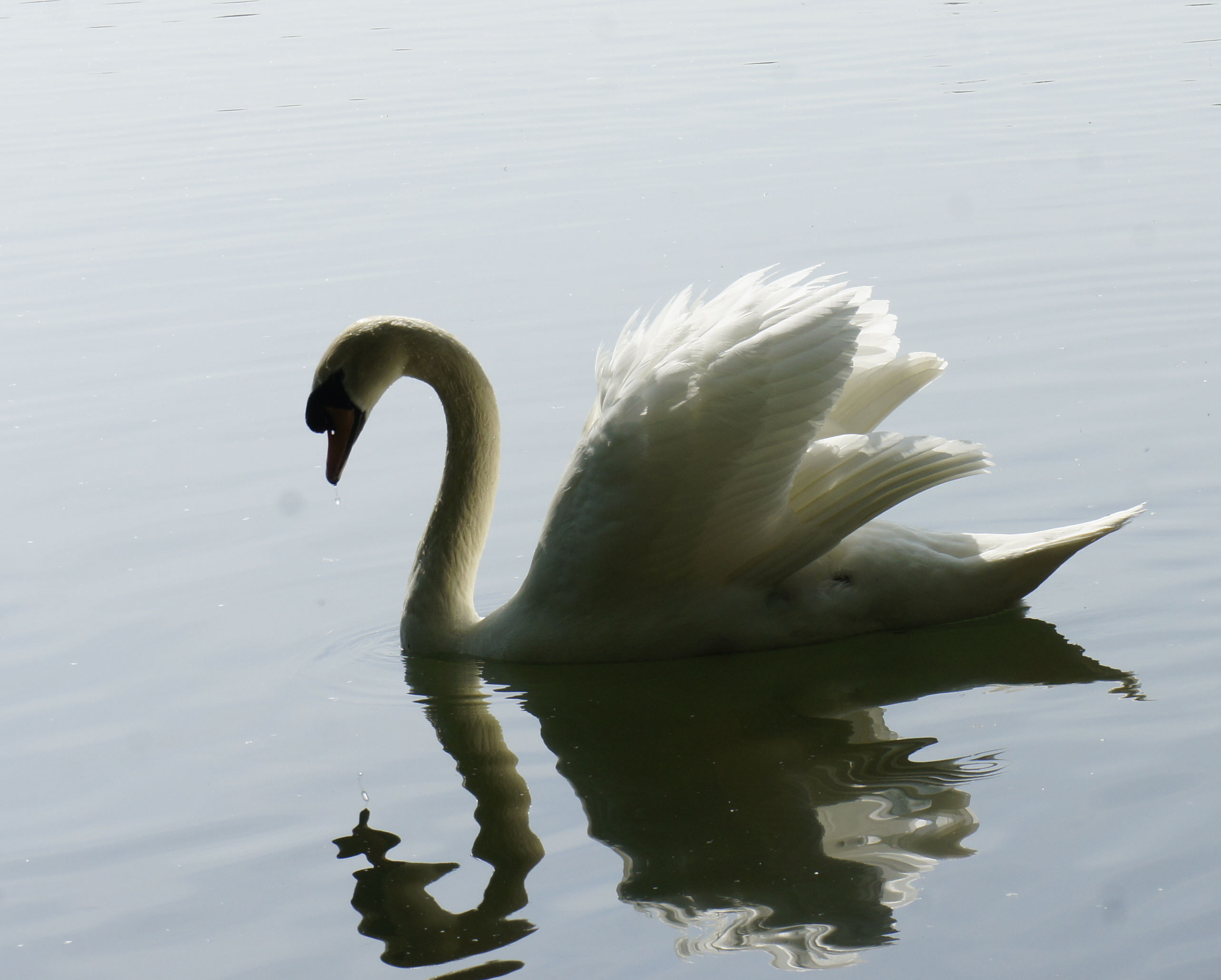 Wallpapers Animals Birds - Swans 