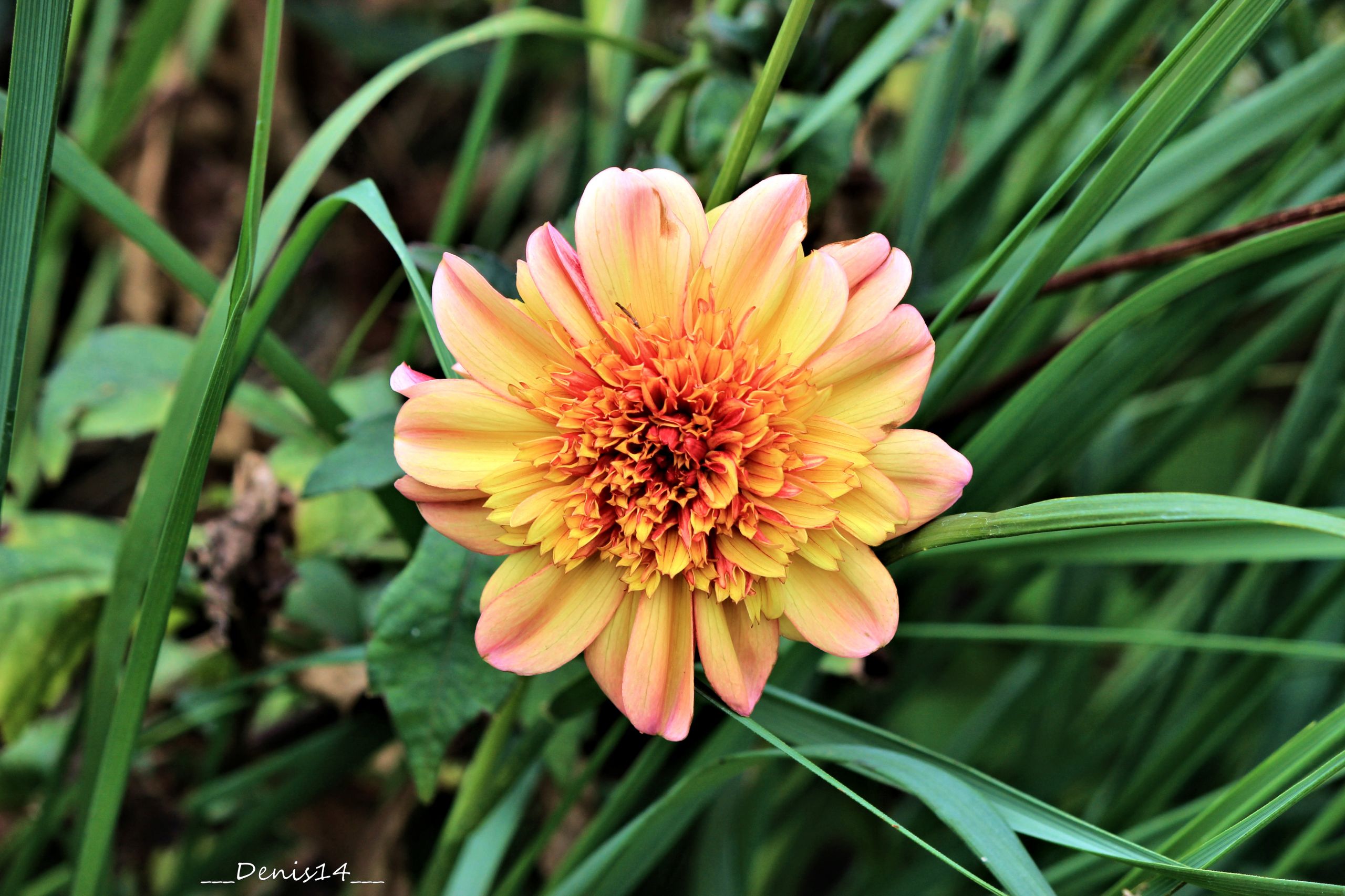 Fonds d'cran Nature Fleurs 