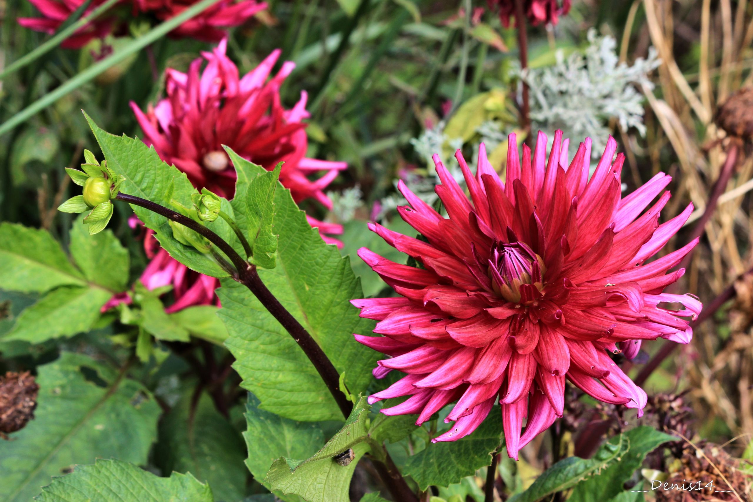 Fonds d'cran Nature Fleurs 