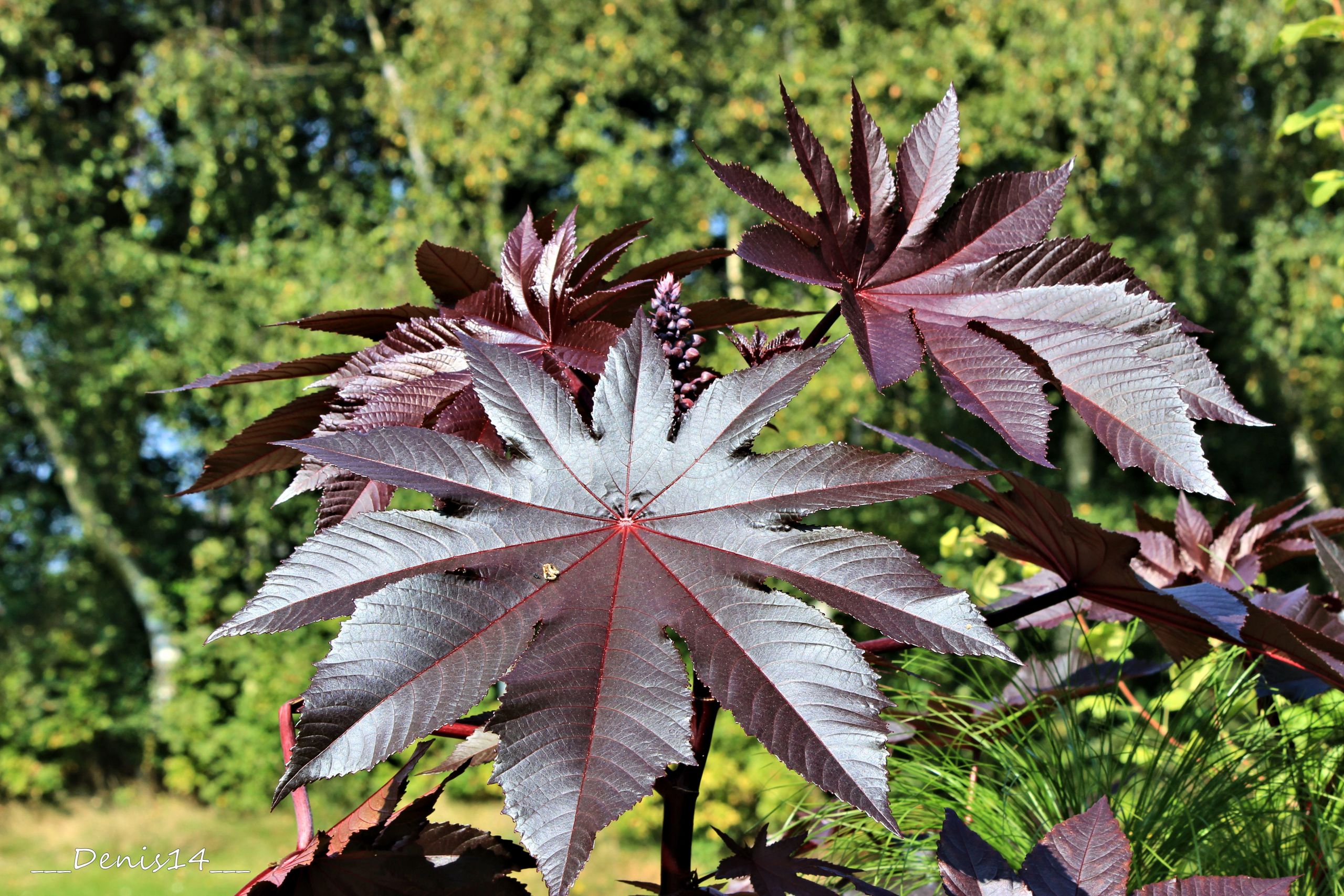 Fonds d'cran Nature Feuilles - Feuillages 